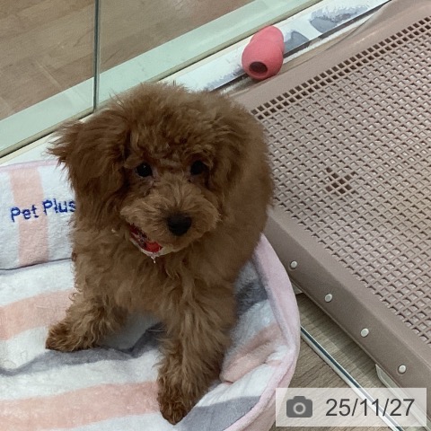 東京都のトイプードル(トイ) (ペッツワン 青梅インター店/2025年8月17日生まれ/女の子/アプリコット)の子犬の3枚目の画像