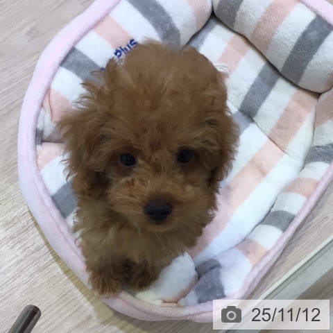 トイ・プードルの写真