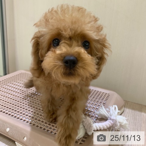 トイ・プードルの写真