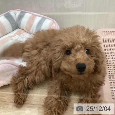 東京都のトイプードル(トイ) (ペットプラス 東久留米店/2025年8月15日生まれ/男の子/レッド)の子犬の4枚目の画像