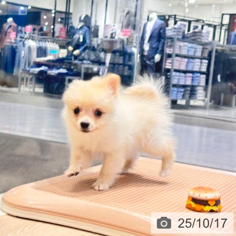 ポメラニアンの写真