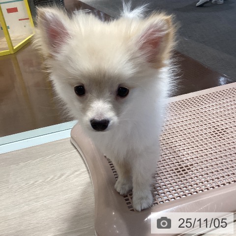 千葉県のポメラニアン (ペットプラス 海浜幕張店/2025年8月15日生まれ/男の子/クリーム)の子犬の4枚目の画像