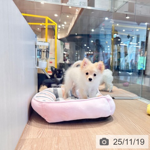 千葉県のポメラニアン (ペットプラス 海浜幕張店/2025年8月15日生まれ/男の子/クリーム)の子犬の3枚目の画像