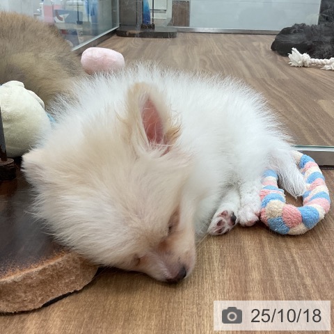 ポメラニアンの写真