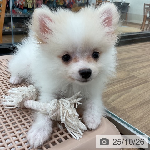 ポメラニアンの写真