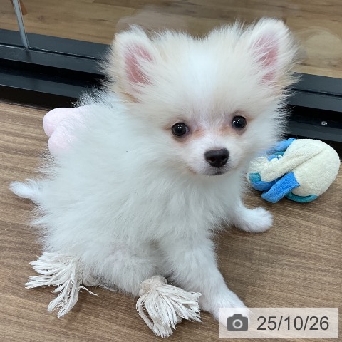 ポメラニアンの写真