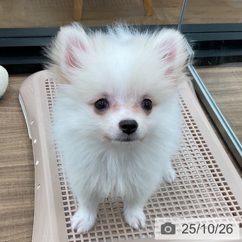 ポメラニアンの写真
