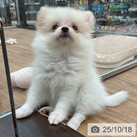 ポメラニアンの写真