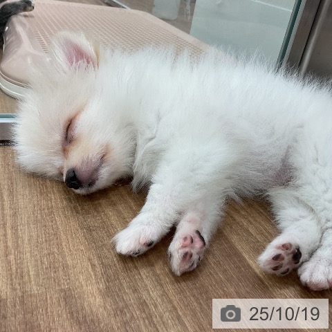 ポメラニアンの写真