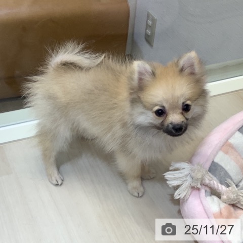 ポメラニアンの写真