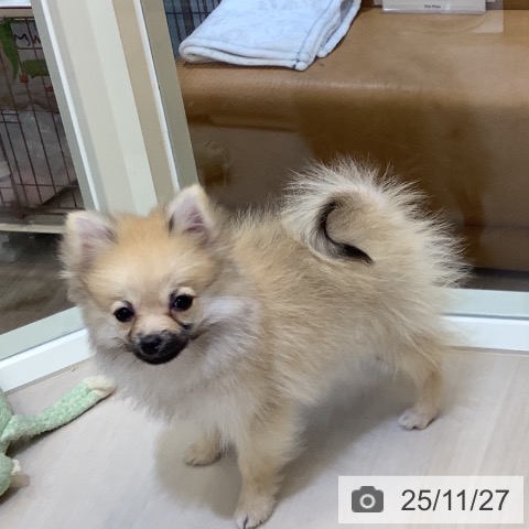 ポメラニアンの写真