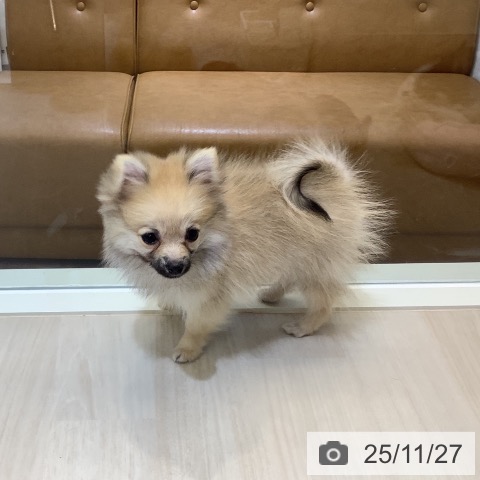 ポメラニアンの写真