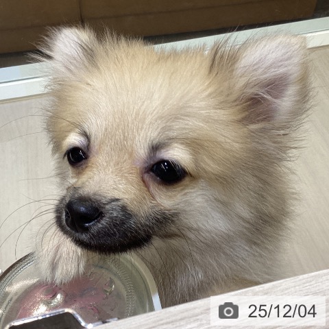 ポメラニアンの写真