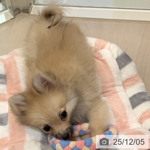 ポメラニアンの写真
