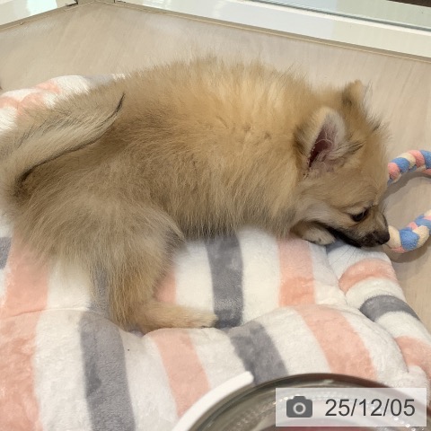 ポメラニアンの写真