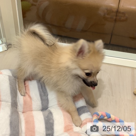 ポメラニアンの写真