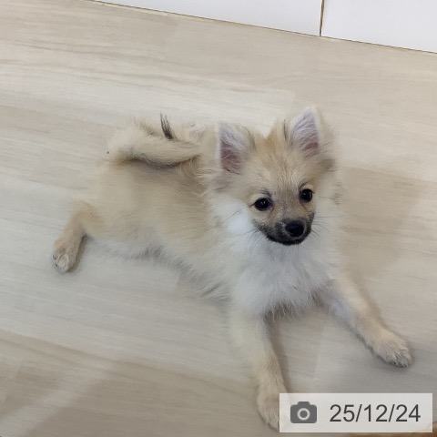 埼玉県のポメラニアン (ペットプラス クレアモール川越店/2025年8月15日生まれ/女の子/クリームセーブル)の子犬の4枚目の画像