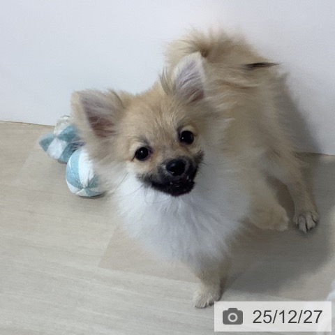 埼玉県のポメラニアン (ペットプラス クレアモール川越店/2025年8月15日生まれ/女の子/クリームセーブル)の子犬の4枚目の画像