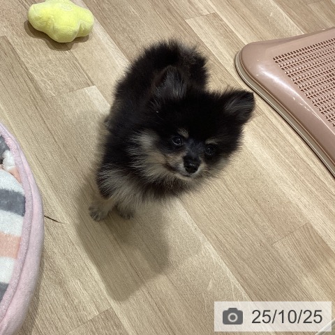 宮城県のポメラニアン (ペットプラス 仙台泉大沢店/2025年8月18日生まれ/男の子/ブラックタン)の子犬の4枚目の画像