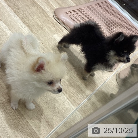 宮城県のポメラニアン (ペットプラス 仙台泉大沢店/2025年8月18日生まれ/男の子/ブラックタン)の子犬の3枚目の画像