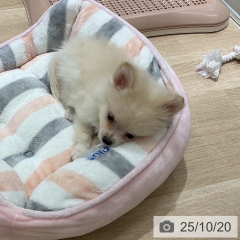 ポメラニアンの写真