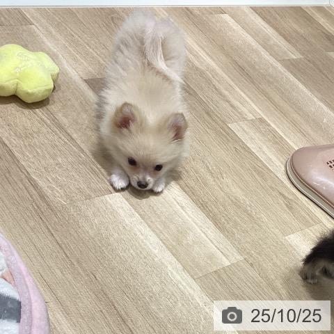 ポメラニアンの写真