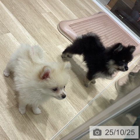 ポメラニアンの写真