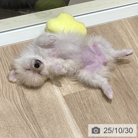 ポメラニアンの写真