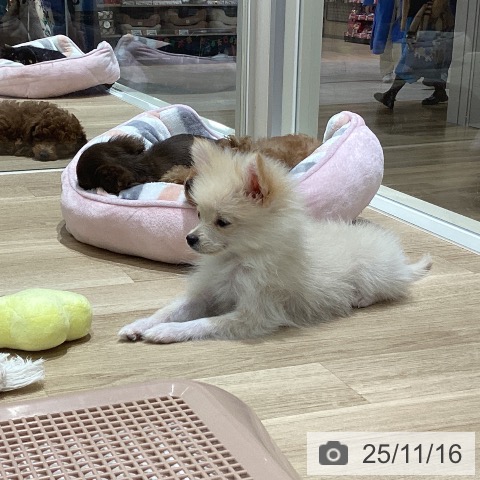 ポメラニアンの写真