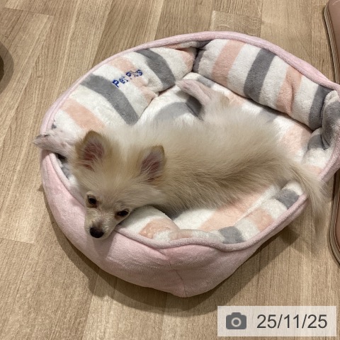 ポメラニアンの写真