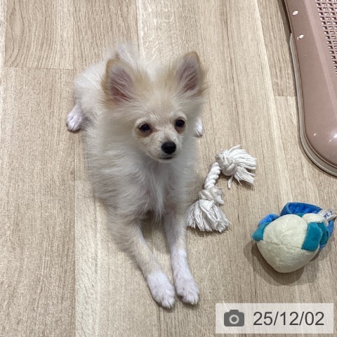 ポメラニアンの写真