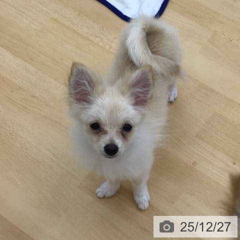 青森県のポメラニアン (ペットプラス 青森浜田店/2025年8月18日生まれ/女の子/クリームホワイト)の子犬の4枚目の画像