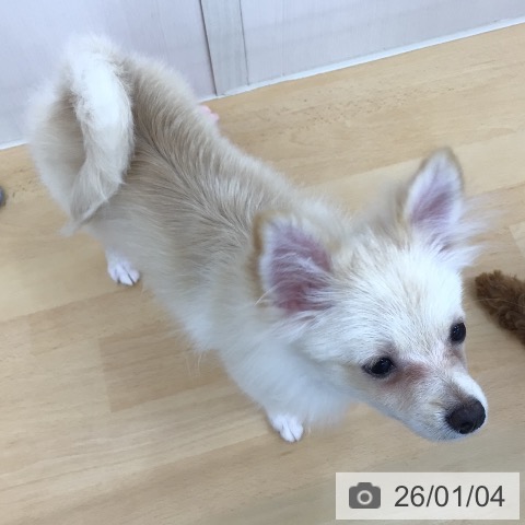 青森県のポメラニアン (ペットプラス 青森浜田店/2025年8月18日生まれ/女の子/クリームホワイト)の子犬の3枚目の画像