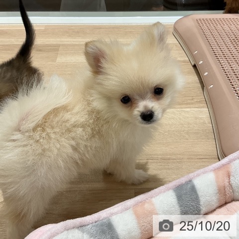 ポメラニアンの写真