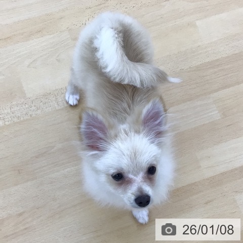 青森県のポメラニアン (ペットプラス 青森浜田店/2025年8月18日生まれ/女の子/クリームホワイト)の子犬の4枚目の画像