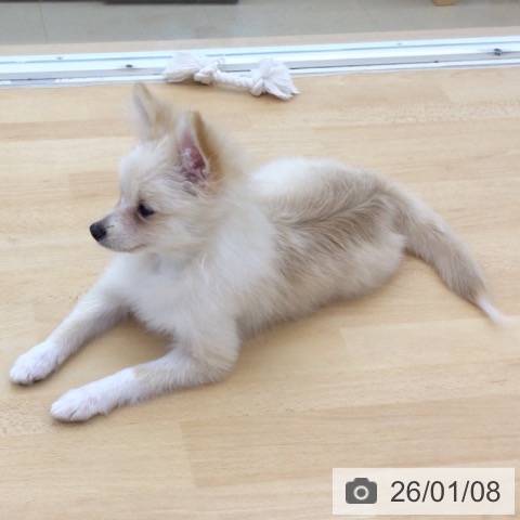 青森県のポメラニアン (ペットプラス 青森浜田店/2025年8月18日生まれ/女の子/クリームホワイト)の子犬の3枚目の画像