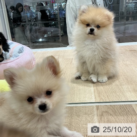 岩手県のポメラニアン (ペットプラス 盛岡南店/2025年8月18日生まれ/女の子/クリームホワイト)の子犬の4枚目の画像