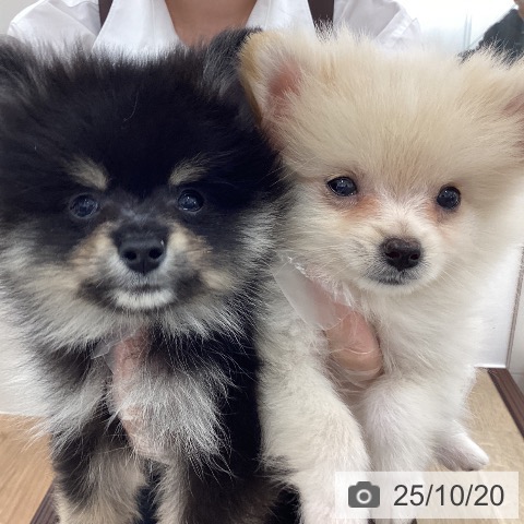 岩手県のポメラニアン (ペットプラス 盛岡南店/2025年8月18日生まれ/女の子/クリームホワイト)の子犬の3枚目の画像