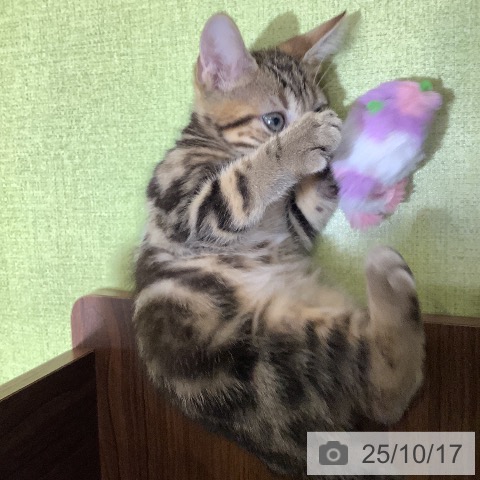 アメリカンショートヘアの写真