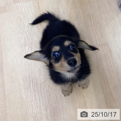 ミニチュア・ダックスフンドの写真