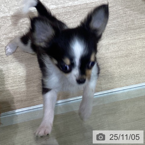 宮城県のチワワ(ロング) (ペットプラス 仙台泉大沢店/2025年8月16日生まれ/男の子/ホワイトブラックタン)の子犬の4枚目の画像