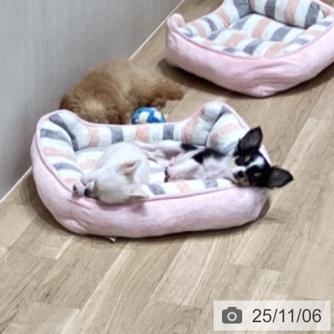 宮城県のチワワ(ロング) (ペットプラス 仙台泉大沢店/2025年8月16日生まれ/男の子/ホワイトブラックタン)の子犬の3枚目の画像