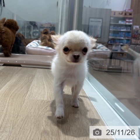 千葉県のチワワ(ロング) (ペットプラス 木更津店/2025年8月16日生まれ/男の子/クリーム)の子犬の4枚目の画像