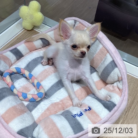 千葉県のチワワ(ロング) (ペットプラス 木更津店/2025年8月16日生まれ/男の子/クリーム)の子犬の3枚目の画像