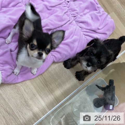 福島県のチワワ(ロング) (ペットプラス 福島店/2025年8月16日生まれ/女の子/ホワイトブラックタン)の子犬の4枚目の画像