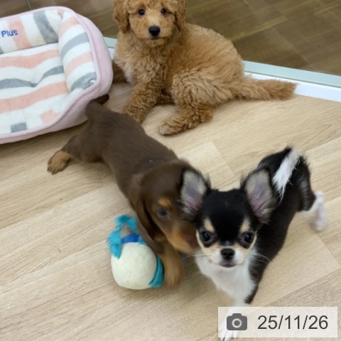 福島県のチワワ(ロング) (ペットプラス 福島店/2025年8月16日生まれ/女の子/ホワイトブラックタン)の子犬の3枚目の画像