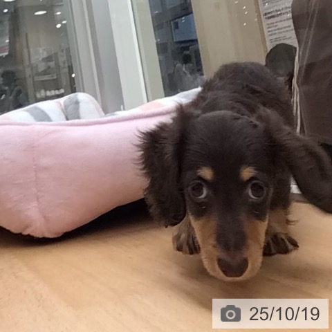カニーンヘン・ダックスフンドの写真