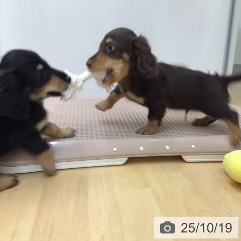 カニーンヘン・ダックスフンドの写真
