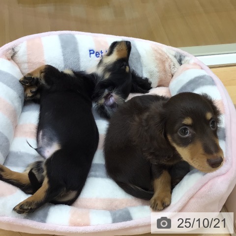 カニーンヘン・ダックスフンドの写真