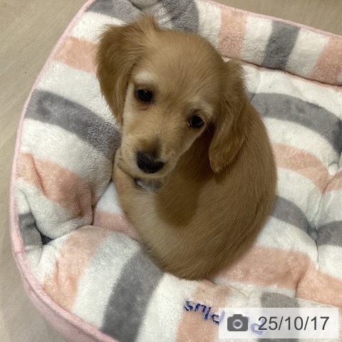 カニーンヘン・ダックスフンドの写真